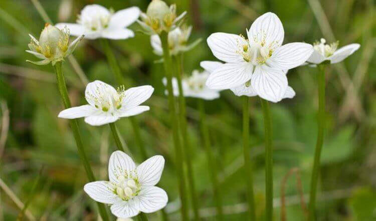 піщанка чебрецелиста є сечогінною рослиною