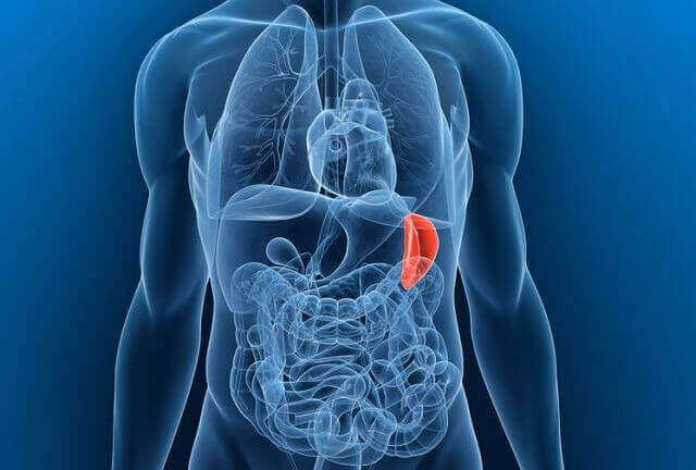 внутрішні органи