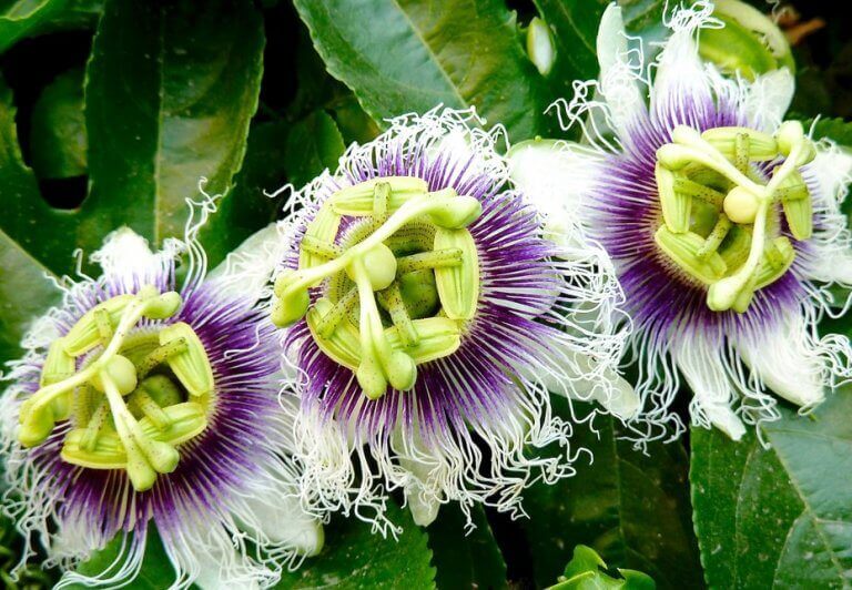 засоби від надмірної нервозності - страстоцвіт