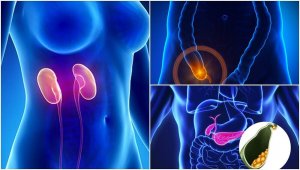 7 внутрішніх органів, без яких людина може жити