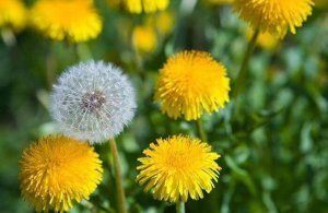 Корисні властивості кульбаби для роботи печінки