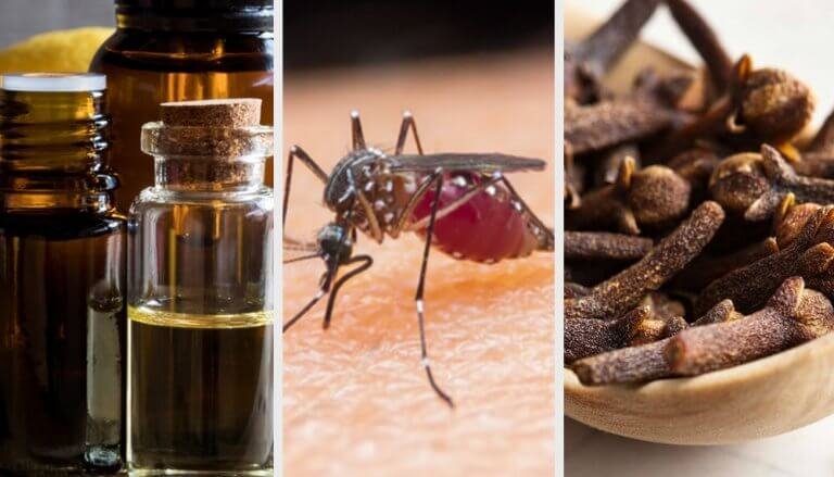 9 натуральних ароматів для відлякування комарів