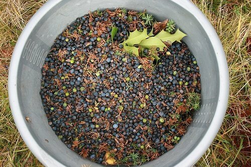 ялівець для відлякування комарів