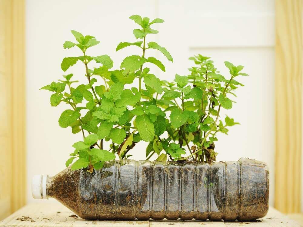 Горщики з пластикових пляшок