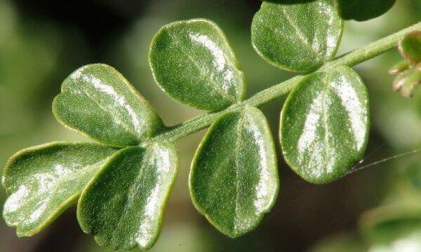 кротон для лікування діабету