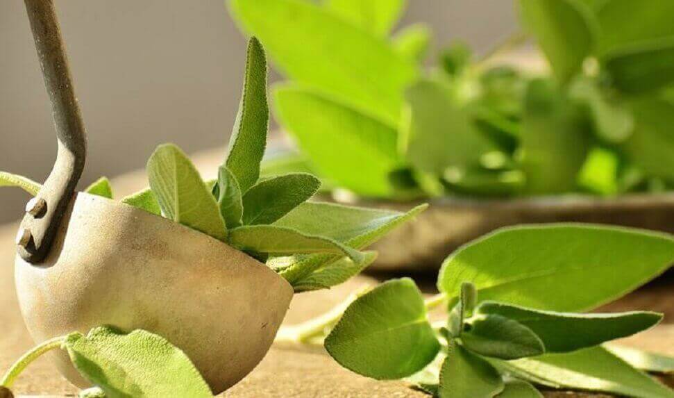 шавлія усуває біль у п'ятці