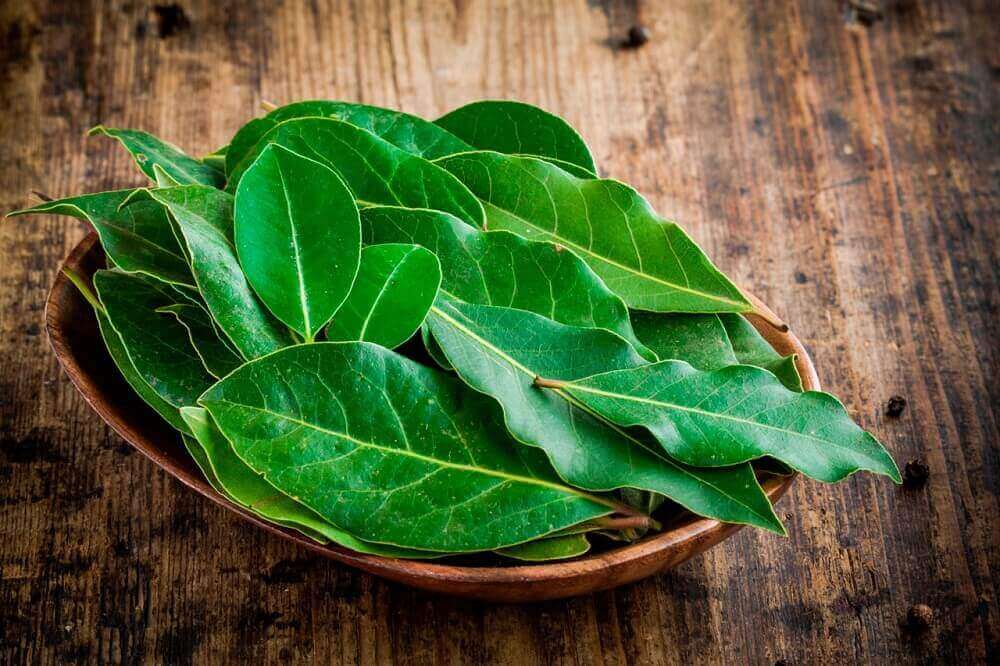 лаврове листя від мокротиння