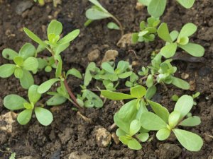 Корисні лікувальні властивості портулаку