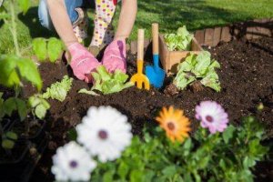 7 способів використання оцту в саду