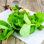 як правильно вживати портулак