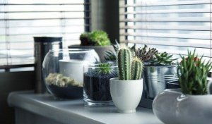 5 чудових ідей, як посадити кактус вдома