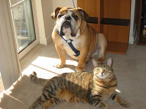 коти та собаки як домашні тварини