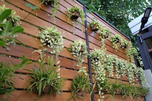 Ідеї для перетворення звичайної стіни на вертикальний сад