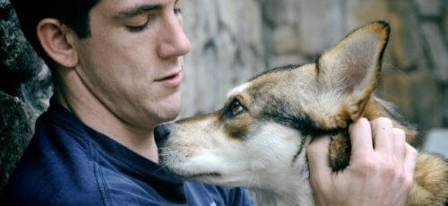 собака та зоотерапія допоможуть подолати сум за домівкою