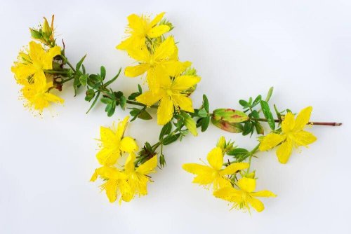 звіробій