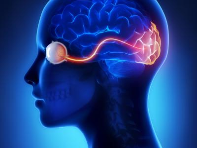 розвиток зорової частини головного мозку