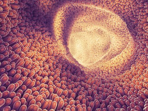 що таке кишкові паразити