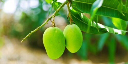 листя манго для регулювання рівня цукру у крові