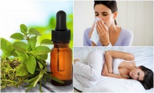 Лікувальні застосування олії орегано