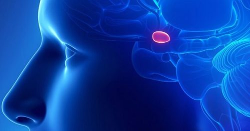 шишкоподібна залоза регулює внутрішні цикли