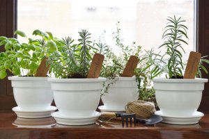 Як створити власний ароматичний сад