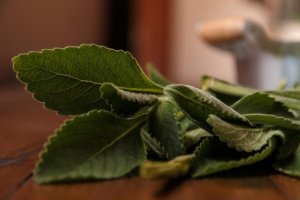 Болдо для поліпшення здоров'я печінки