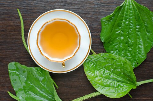 подорожник для хворого горла