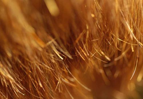 що таке посічені кінчики