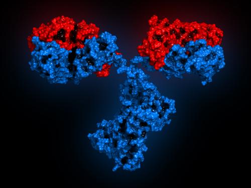 типи антитіл