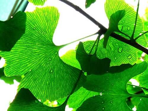 як позбутися шуму у вухах