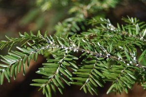 Як позбутися комах на рослинах за допомогою оцту