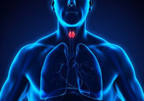 ревінь очищає щитоподібну залозу