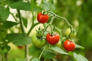 Як виростити помідори з чотирьох скибочок