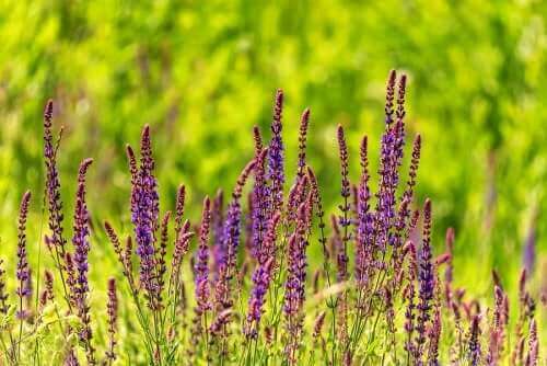 які є небезпечні рослини