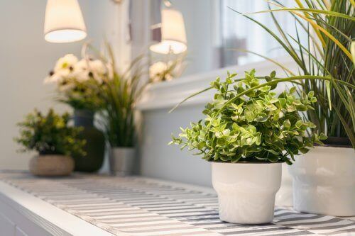 Догляд за кімнатними рослинами: 9 корисних порад