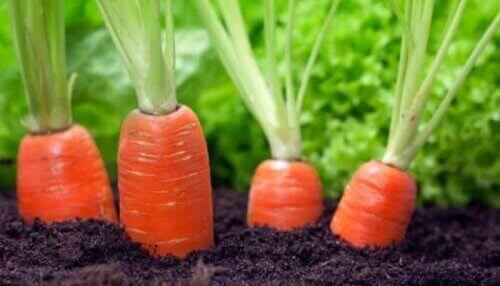 які є переваги моркви