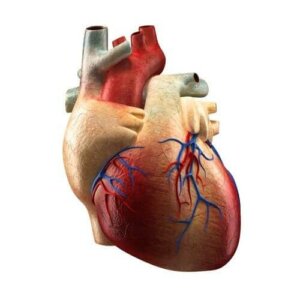 Частини серця та їхні функції