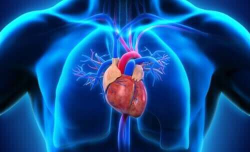 які є частини серця