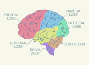Які є долі мозку?
