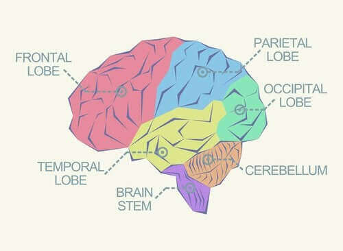 Які є долі мозку?
