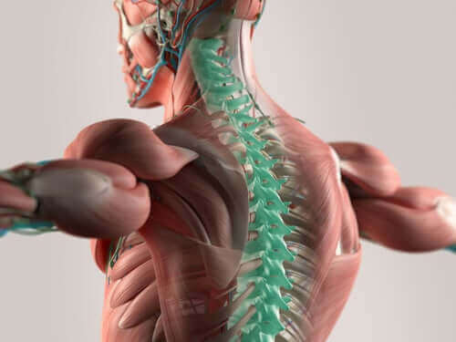 шийні спинномозкові нерви