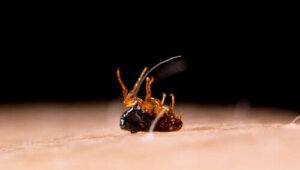 Тунгіаз: симптоми та лікування