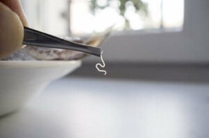 Найпоширеніші харчові паразити