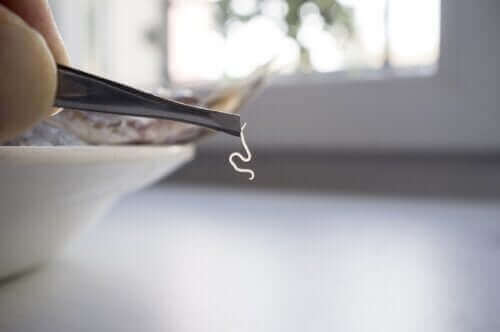 Найпоширеніші харчові паразити